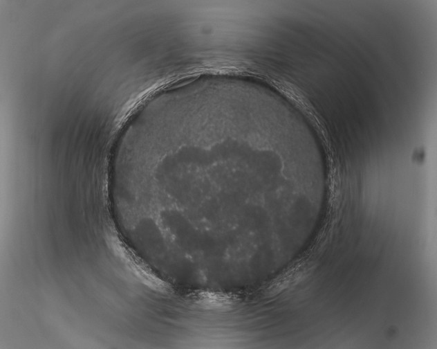 X0000116120442200912071350