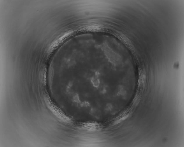 X0000116120446200912071350