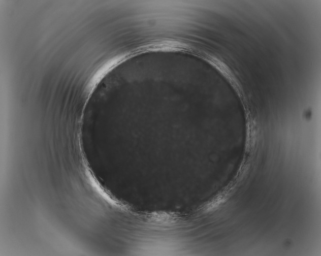 X0000116120850200912071344