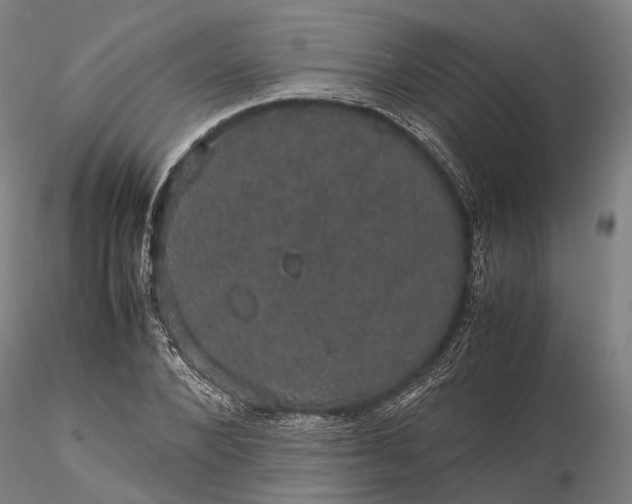 X0000116120880200912071343