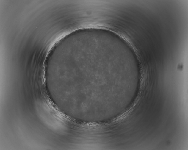 X0000116120974200912071342