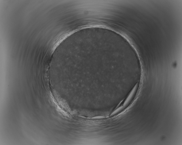 X0000116121001200912071342