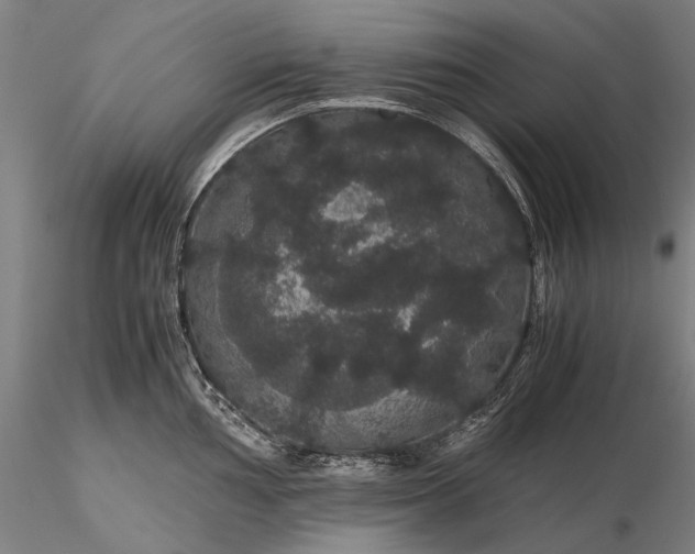 X0000116121002200912071342