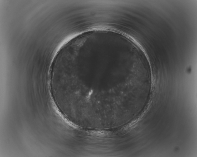 X0000116121045200912071341