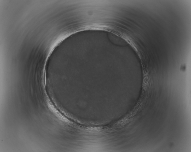 X0000116121080200912071340