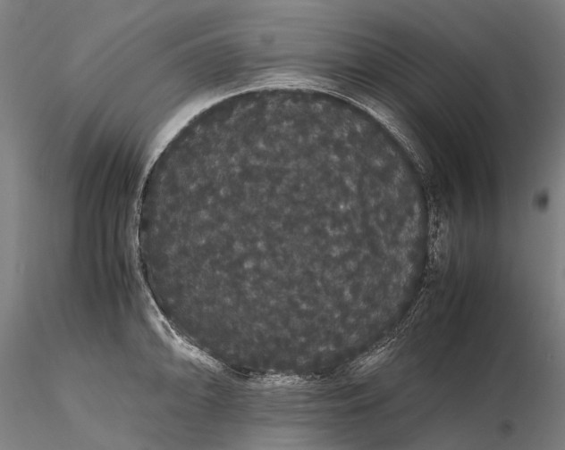 X0000116121094200912071340