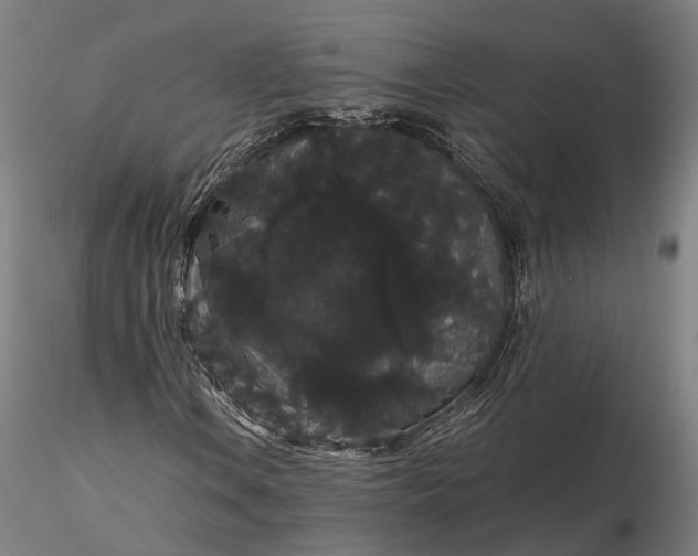 X0000116121106200912071339