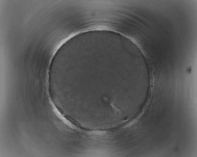 X0000116121134200912071340