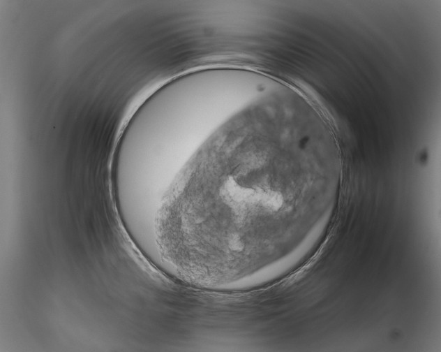 X0000116121196200912071339