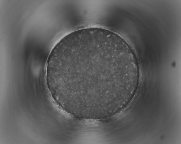 X0000116121198200912071339