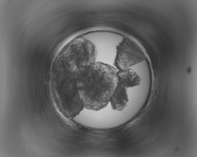 X0000116121245200912071339