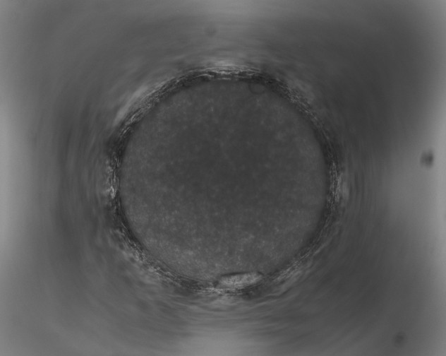 X0000116121253200912071338