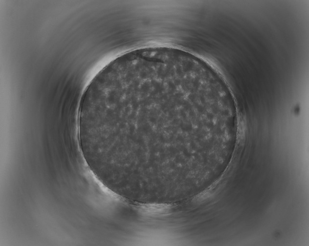 X0000116121294200912071337