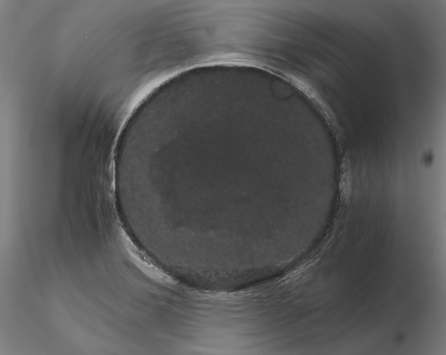 X0000116121372200912071336