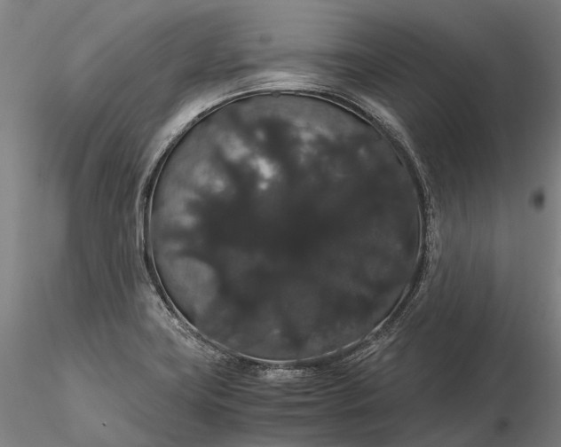 X0000116121419200912071335