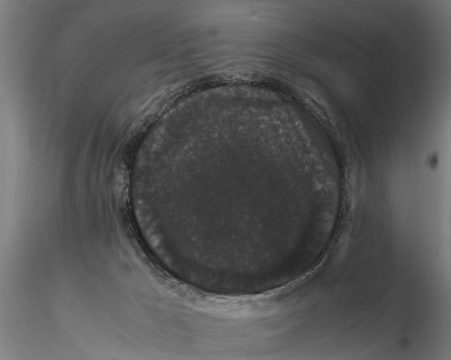 X0000116120029200912141055