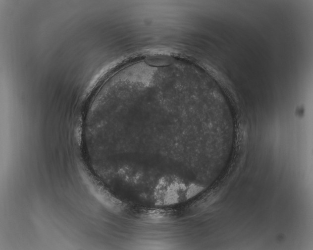 X0000116120064200912141055