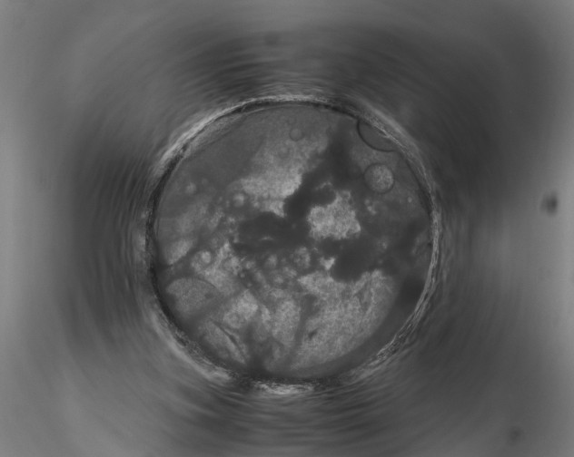 X0000116120155200912141053