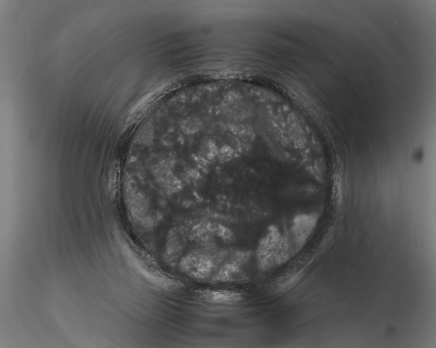 X0000116120165200912141053