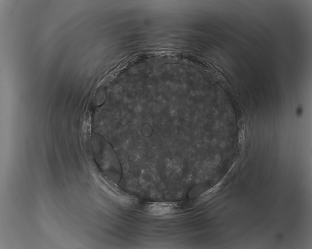X0000116120179200912141054