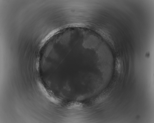 X0000116120206200912141053