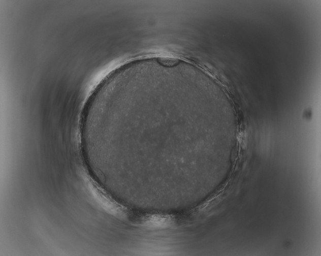 X0000116120248200912141052
