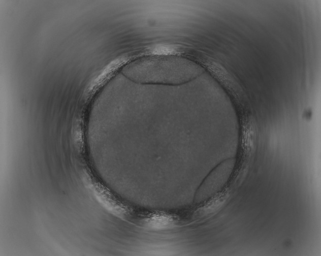X0000116120256200912141052