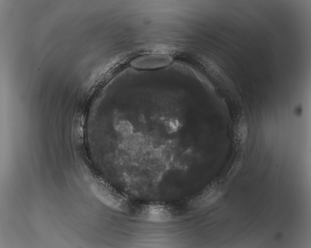 X0000116120264200912141052