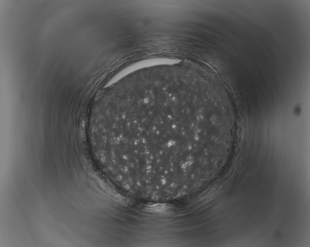 X0000116120269200912141052