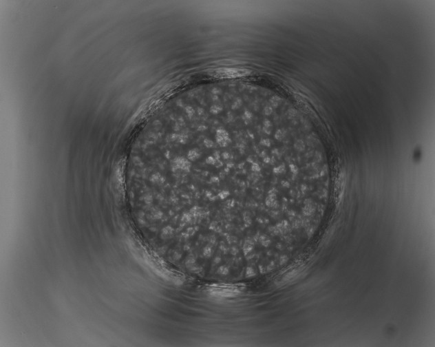 X0000116120373200912141051