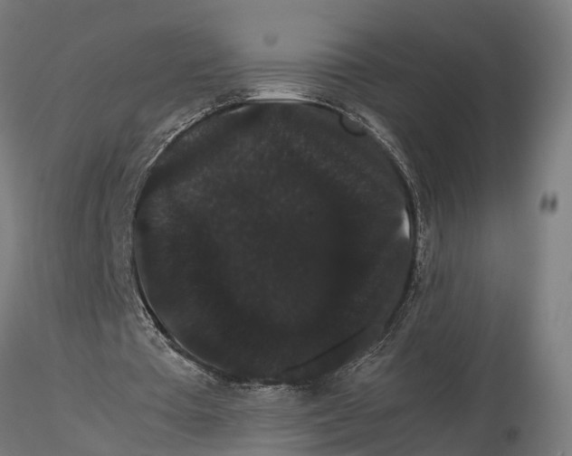 X0000116120385200912141050