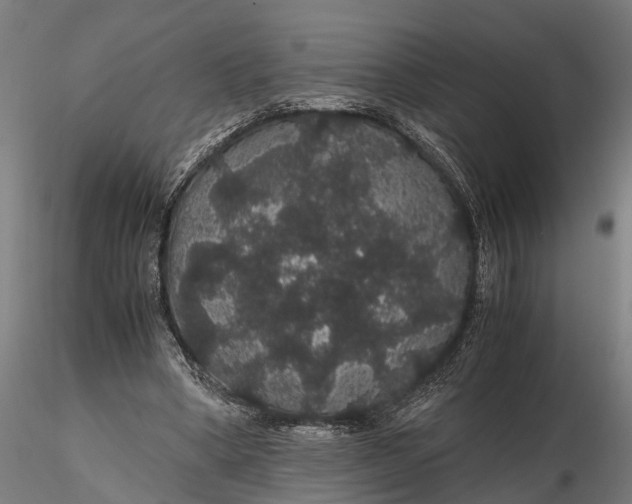 X0000116120394200912141050