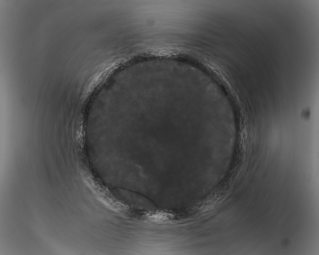 X0000116120407200912141050