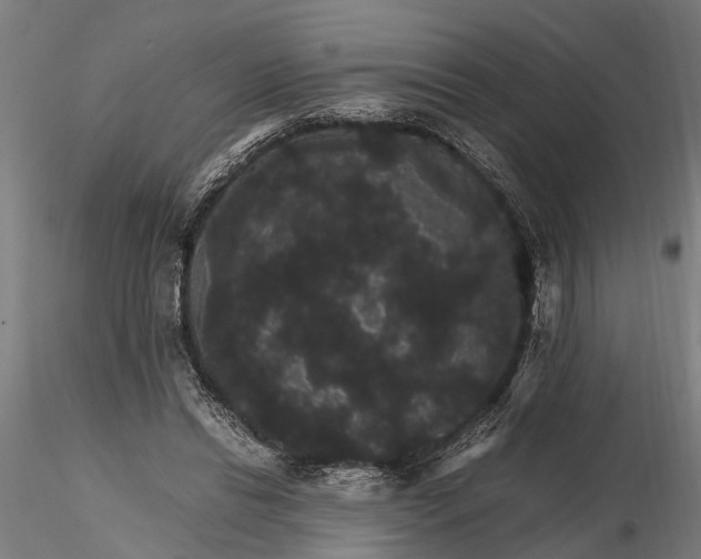 X0000116120446200912141049