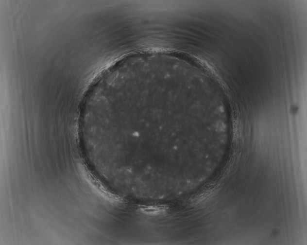 X0000116120447200912141049