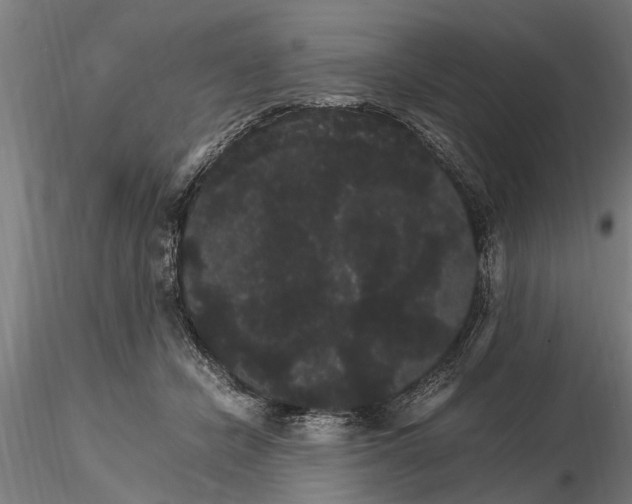 X0000116120462200912141050