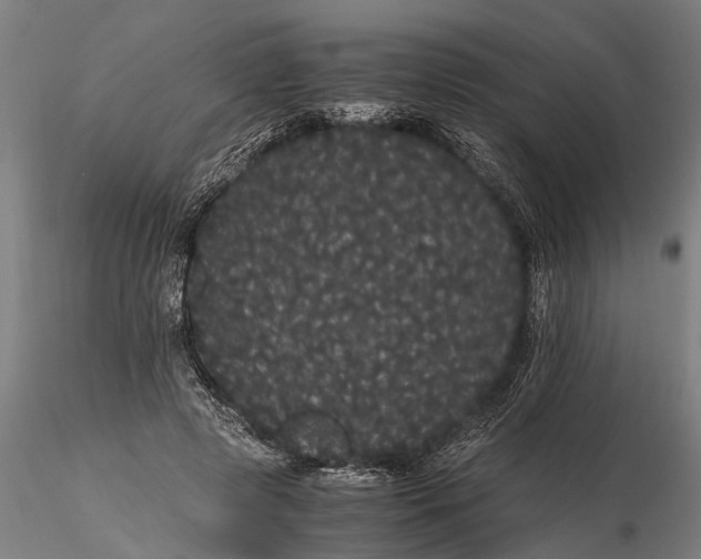 X0000116120545200912141048