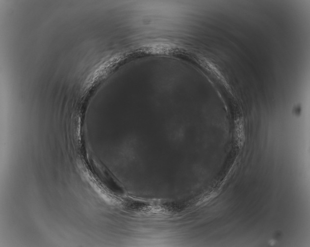 X0000116120589200912141047