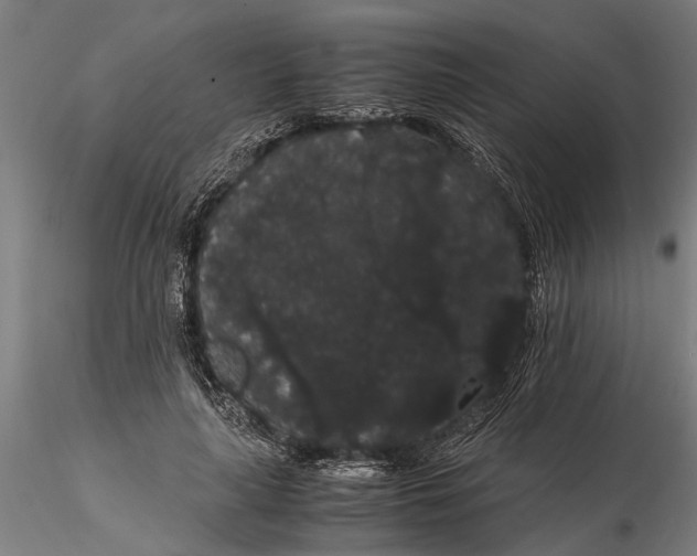 X0000116120643200912141046