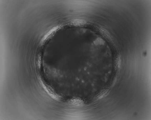 X0000116120644200912141046