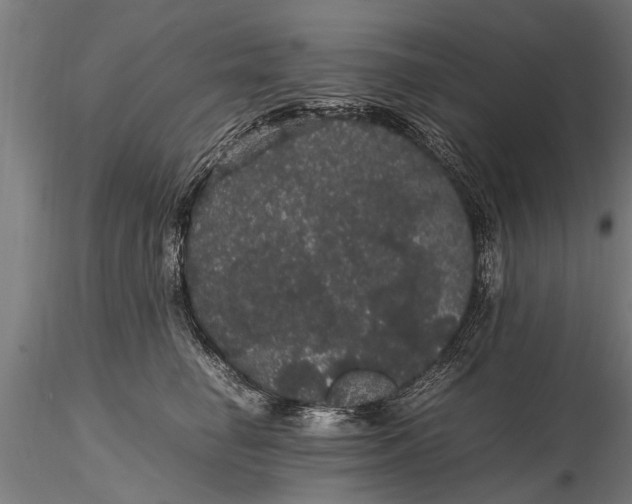 X0000116120662200912141046