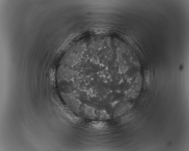 X0000116120667200912141047