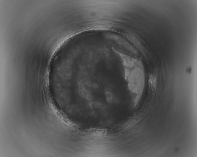 X0000116120676200912141046