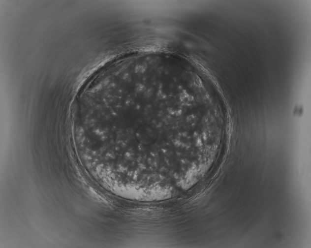 X0000116120721200912141044