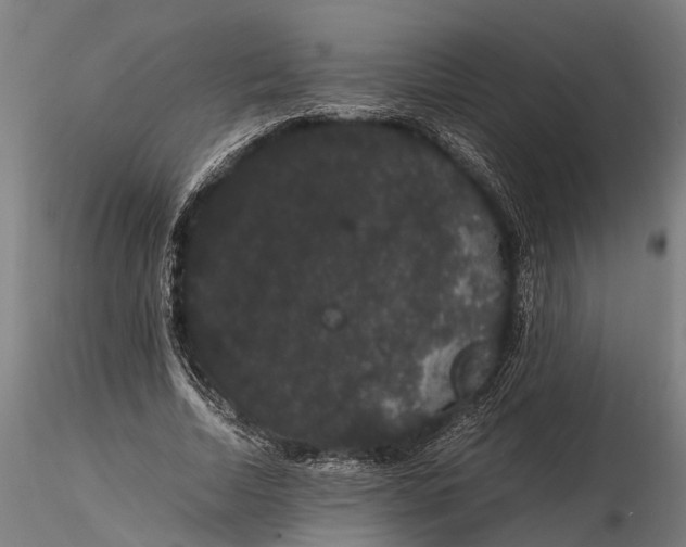 X0000116120730200912141045