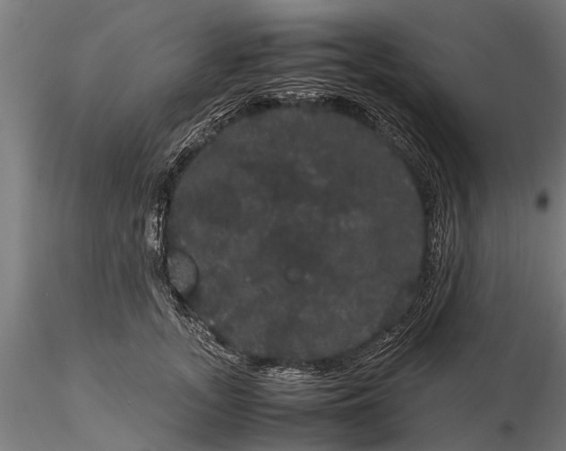 X0000116120755200912141045