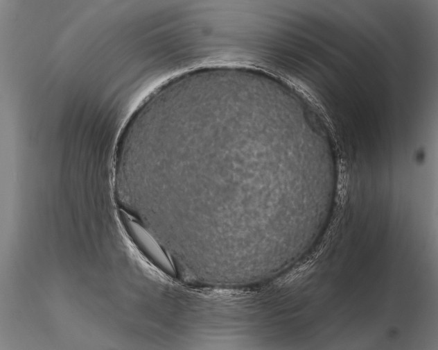 X0000116120942200912141042