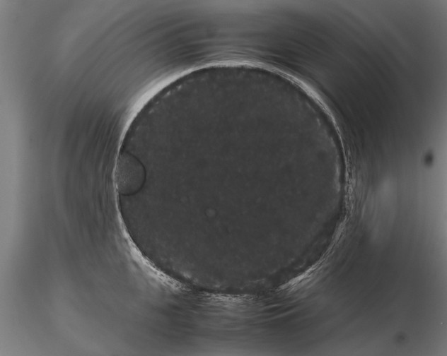 X0000116120951200912141042