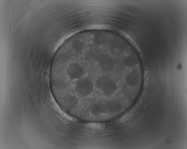 X0000116121033200912141040