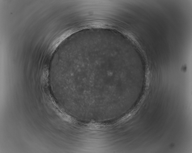 X0000116121065200912141040